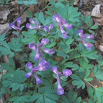 Corydalis sp.