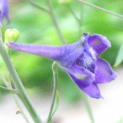 Delphinium exaltatum