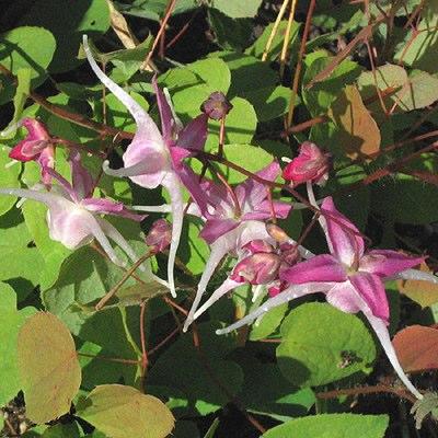 Epimedium grandiflora inflorescence