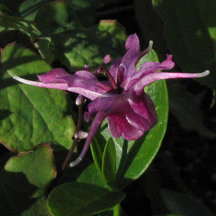 Epimedium grandiflora single flower