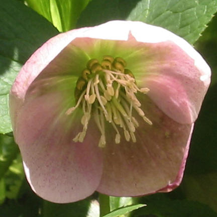 Helleborus hybridus