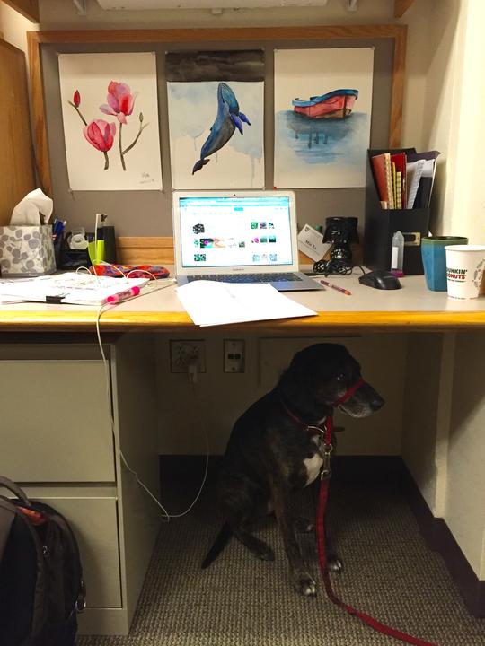 Gracie under desk
