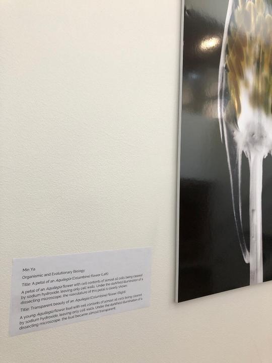 microscopic arts of Aquilegia