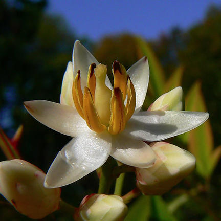Nandina domestica