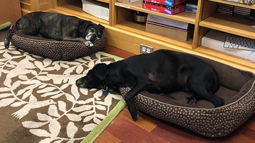 Grace and Oscar sleeping on the job