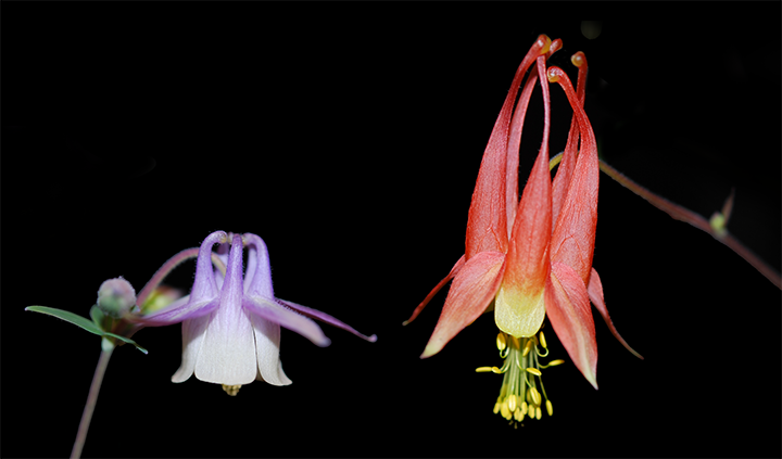 F2 hybrids of bee- and hummingbird-pollinated parents, Aquilegia brevistyla & Aquilegia canadensis