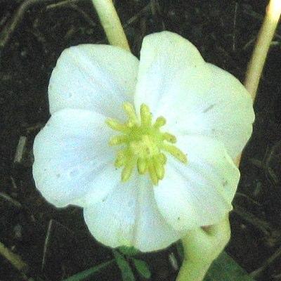 Podophyllum peltatum