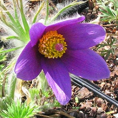 Pulsatilla patens