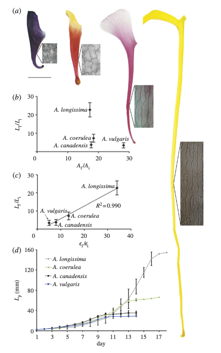 Puzey & Gerbode et al. Fig 5. Cell anisotropy plays an essential role in spur length diversity