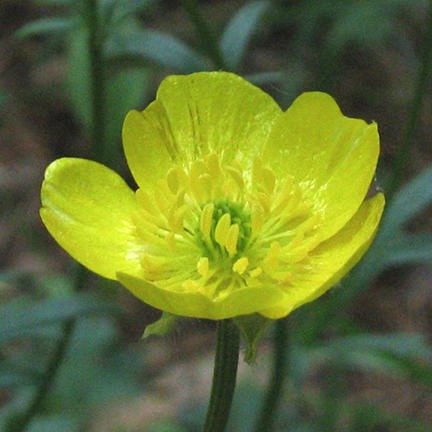 Ranunculus bulbosus
