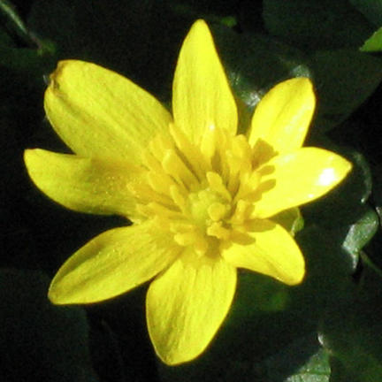 Ranunculus ficaria
