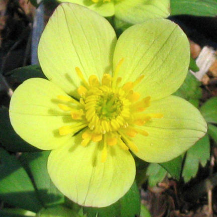 Trollius laxus