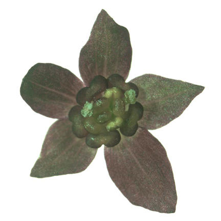 Xanthohiza simplissiminia flower close up