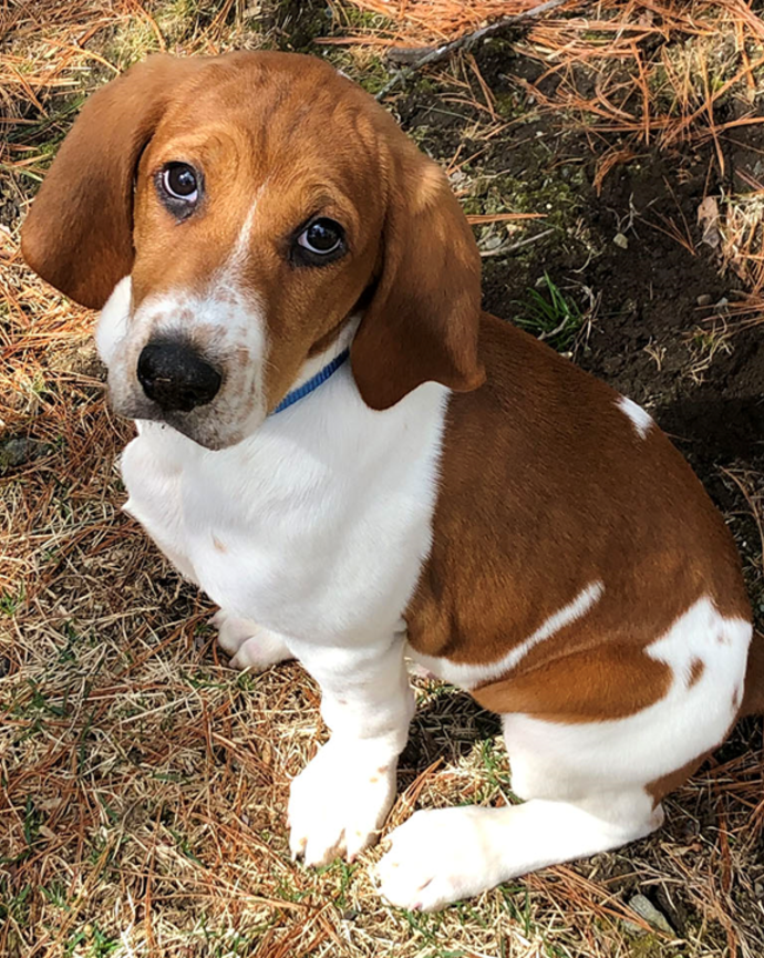 Kramer Lab mascot, Charlie