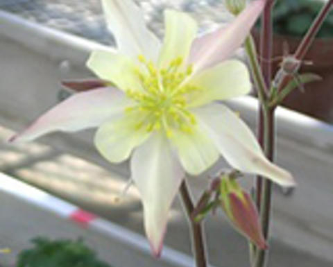aquilegia pubescens