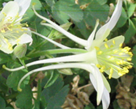 aquilegia pubescens