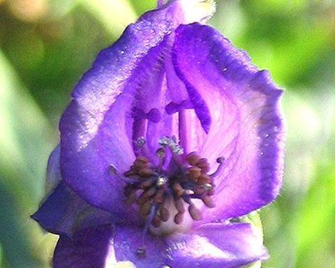 Purple aconitum