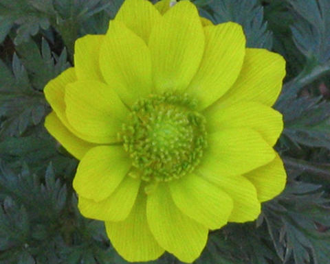 yellow adonis