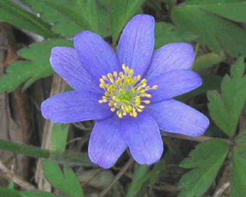 Purple anemone nemerosa