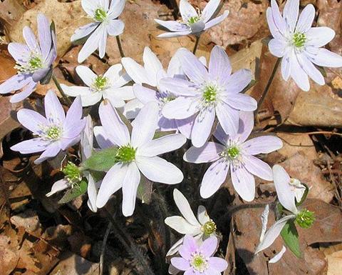 Pink anemone nemorosa