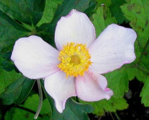 Pink anemone hybrida