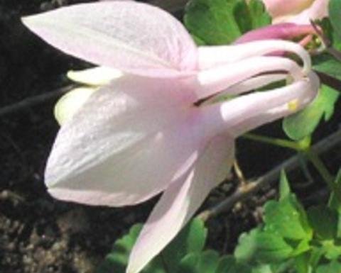 aquilegia flabellata
