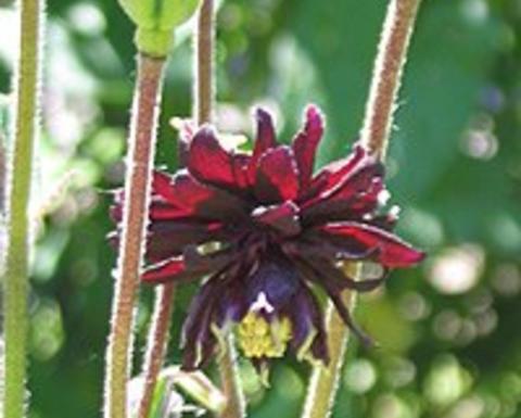 aquilegia vulgaris "Black Barton"
