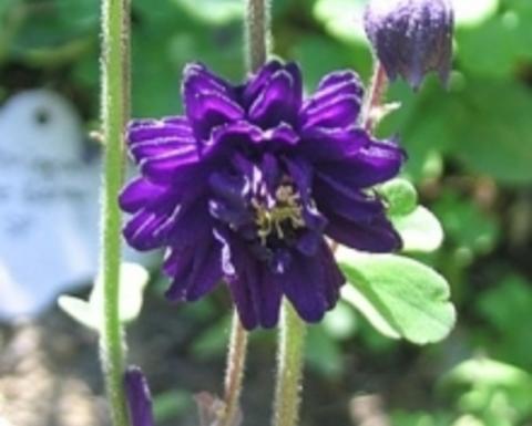 aquilegia vulgaris "blue Barlow"