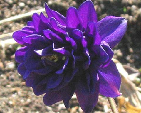 aquilegia vulgaris "blue bing"