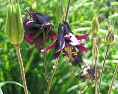 Dark purple aquilegia vulgaris