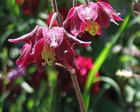 Royal purple aquilegia vulgaris