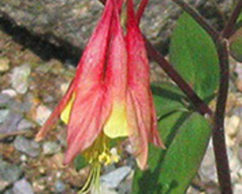 aquilegia canadensis