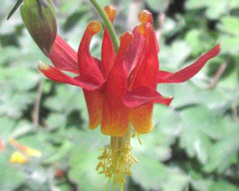 aquilegia formosa