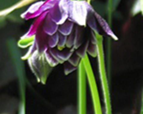 aquilegia vulgaris "Clara Barton"