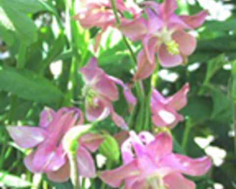 pink aquilegia vulgaris 