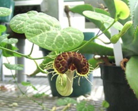 aristolochia fimbriata