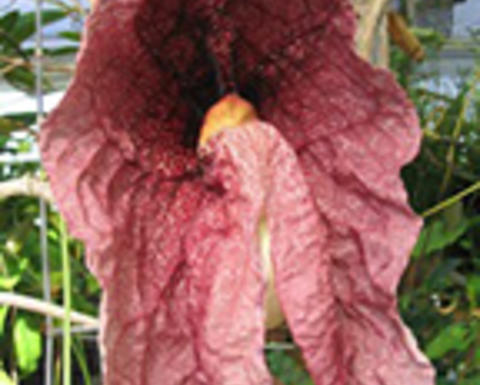 aristolochia gigantea
