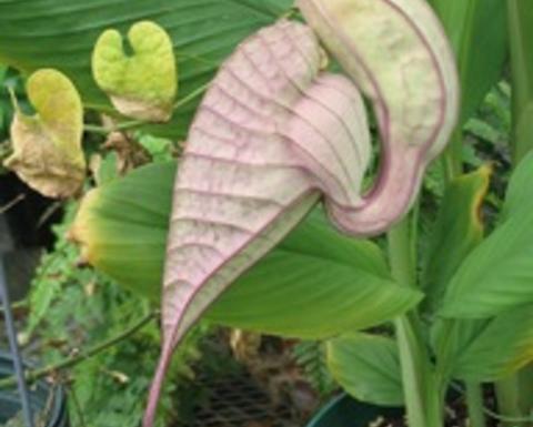 Pink aristolochia