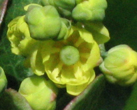 Yellow Berberis Winteriae flower