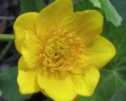 yellow caltha palustris