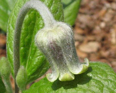 clematis