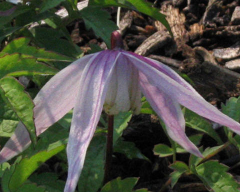 clematis macropetala