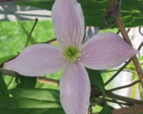 Pink clematis montana