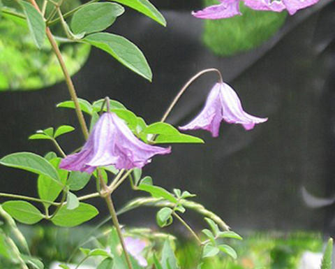 Purple clematis