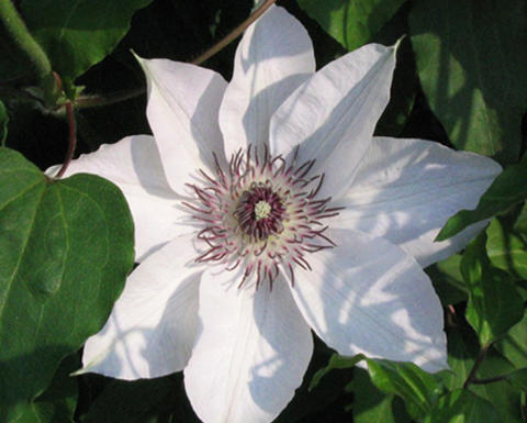 White clematis starfish