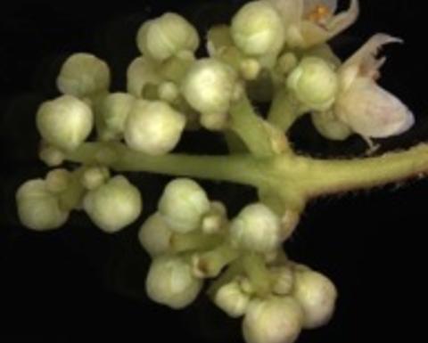 cocculus trilobus photo by Yannick Staedler