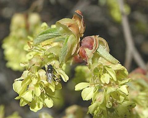Yellow corylopsis sinesis