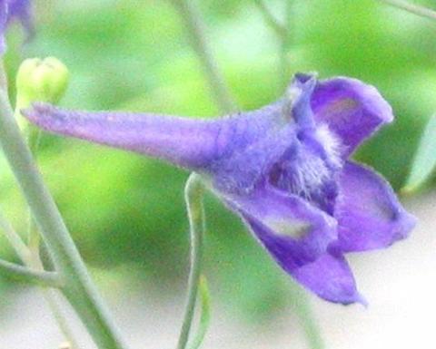 Purple delphinium exaltatum
