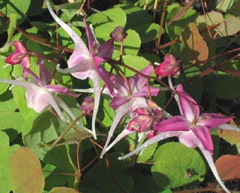 Pink epimedium grandiflora inflorescence