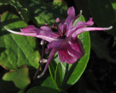 Pink epimedium grandiflora single flower